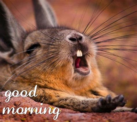 Good Morning Bunny Rabbit Animals And Pets Baby Animals Funny Animals