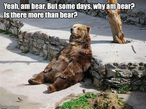 35 Most Funniest Bear Meme Pictures And Photos