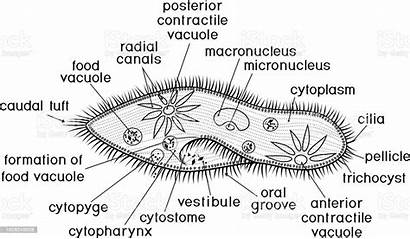 Paramecium Structure Caudatum Coloring Amoeba Titles Animal