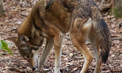 Red Wolf Dna Found In Texas Canids Paula Wild