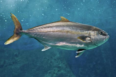 Greater Amberjack Photograph By Stavros Markopoulos