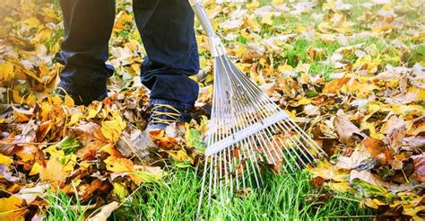 The 10 Best Leaf Raking Services Near Me With Free Estimates
