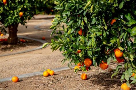 The Best Orange Groves In Florida To Pick Your Own Citrus Florida Trippers