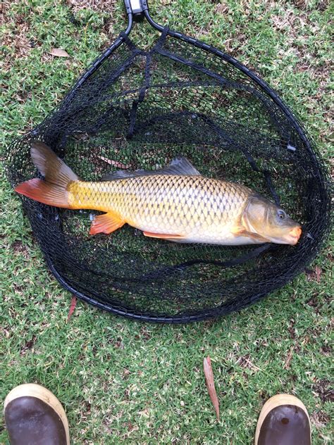 Beautiful carp that my brother caught the other day. [FW] : r/Fishing