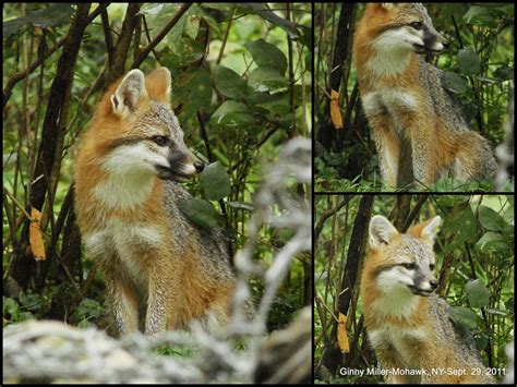 Photography By Ginny September 29 2011 The Gray Fox Pups