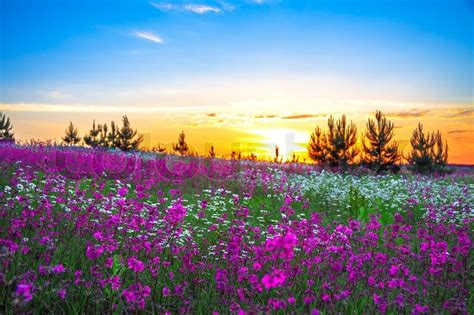 Beautiful Summer Sunrise Over A Blossoming Meadow Stock Photo Colourbox