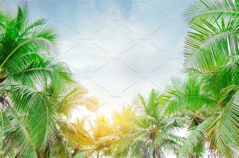 Coconut Tree Featuring Background Beach And Beautiful Nature Stock
