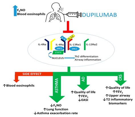 Biomedicines Free Full Text The Role Of Dupilumab In Severe Asthma