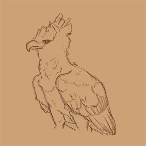 Harpy Eagle Basic Drawings