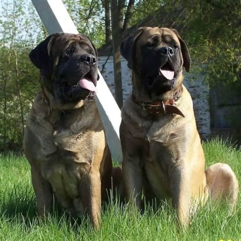 15 Historical Facts About English Mastiffs You Might Not Know Page 2