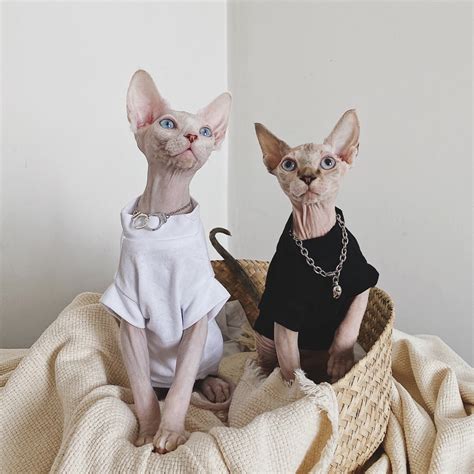 Cotton Hairless Cat Clothes Sphynx Cat Clothing Simple But Etsy