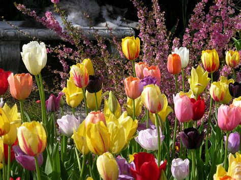 Free Images Nature Flower Petal Tulip Spring Cat Color
