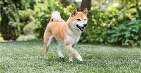 Shiba Inu Dog Breed History And Some Interesting Facts