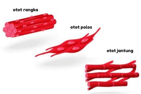 Jaringan gabus dibagi menjadi 3 macam yaitu eksodermis, endodermis, dan peridermis. Mengulik Cara Kerja dan Fungsi Penting Otot Jantung