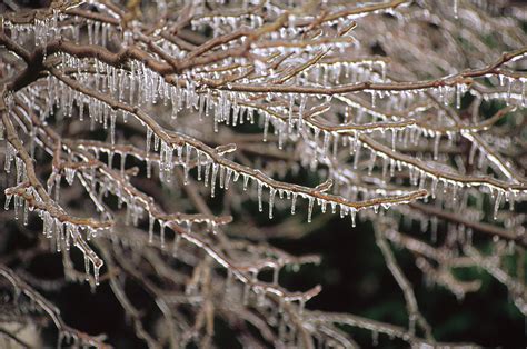 Ice And Icicles Covering Tree Branches Photograph By Gerry Ellis Fine