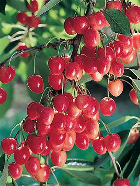 Royal Ann Cherry — Raintree Nursery