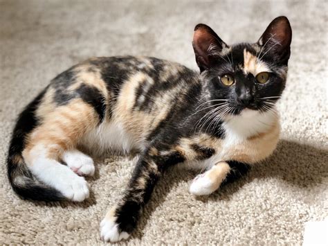 Calico Cat Facts With Pictures Cat Breed Selector