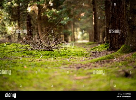 Game Trail Through Woodland Landscape With Moss Covered Floor Uk Stock