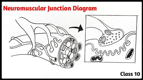 How To Draw Neuromuscular Junction Diagram Easily Step By Step For