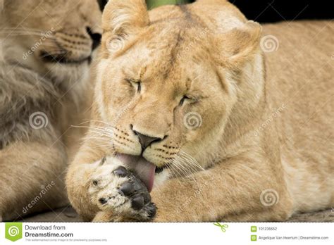 Lioness And Cub Cleaning After Dinner Royalty Free Stock Image