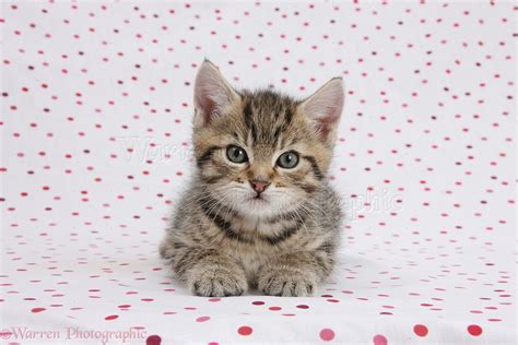 Cute Tabby Kitten On Polka Dot Background Photo Wp36485