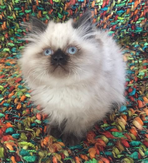 See more of vanillabelle ragdoll kittens, new york on facebook. Ragdoll Cats For Sale | Rochester Hills, MI #282393