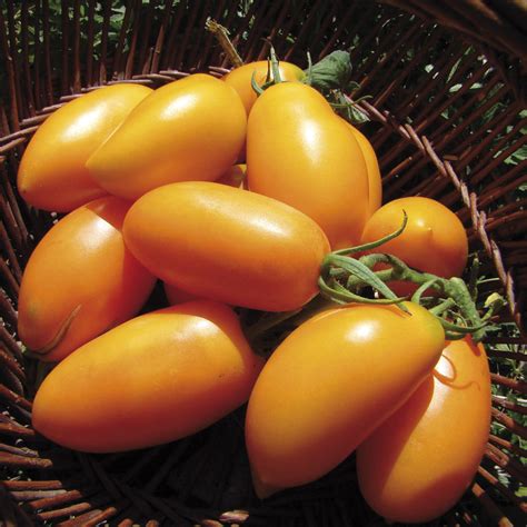 Buy Tomato Seeds Golden Banana Heirloom Vegetable Seeds Average Early