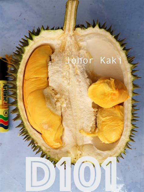 D101 Durian From Johor Humble But Delicious Mao Shan Wang Alternative