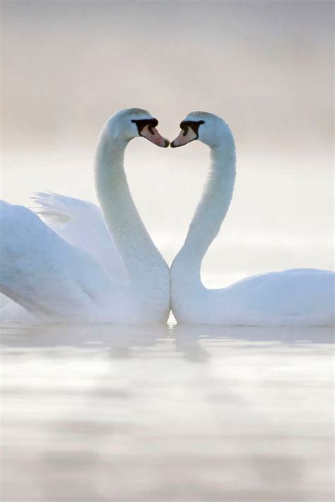Natures Valentine Incredible Images Show Romance In The Natural World