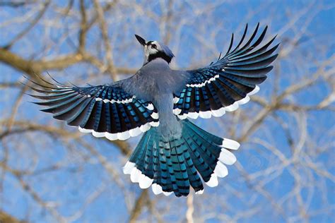 Because Birds — Blue Jay In Flight Amazing Follow Becausebirds