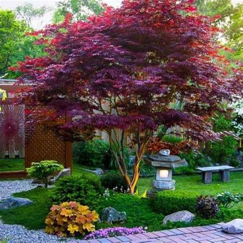 Bloodgood Japanese Maple Plantingtree