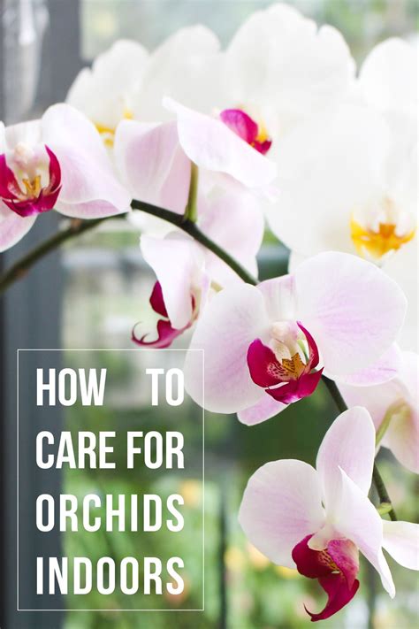 How To Care For Orchids Indoors Orchid Care Orchid Plant Care