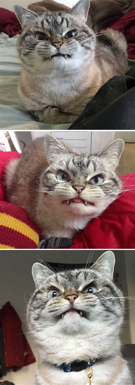 25 Angry Cats That Are So Adorable Theyll Melt Your Heart Bouncy Mustard