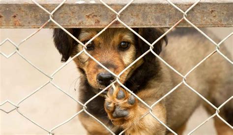 5 Razones Para Adoptar Un Perro En Un Refugio Mascotitas