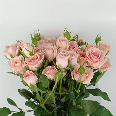Wholesale Fresh Cut Roses Floristika Bangsar