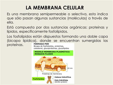 Ppt Funciones De La Membrana Celular Powerpoint Presentation Free