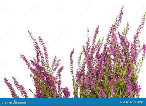 Heather Isolated On White Background Stock Image Image Of Bush