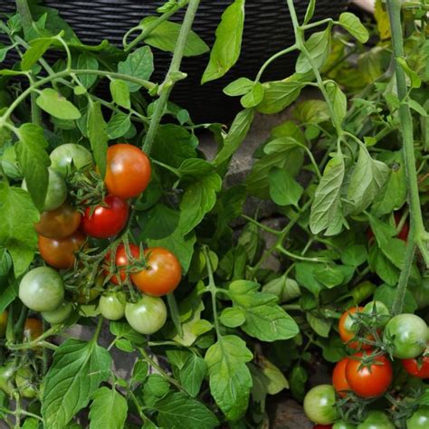 Tumbler Tomato F1 Hybrid 50 Days Garden Seeds Herb Seeds