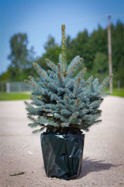 Picea Pungens Glauca Group Koster Blue Spruce Koster In