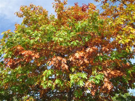 17 Of The Most Popular Fast Growing Shade Trees For Your Yard Garden And Happy