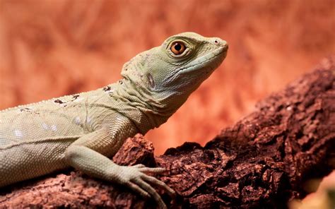Reptile Lizards Branch Hd Wallpapers Desktop And Mobile Images And Photos