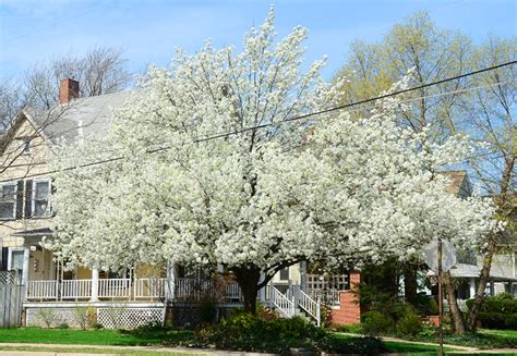 Best Flowering Trees For Northeast Ohio Image To U