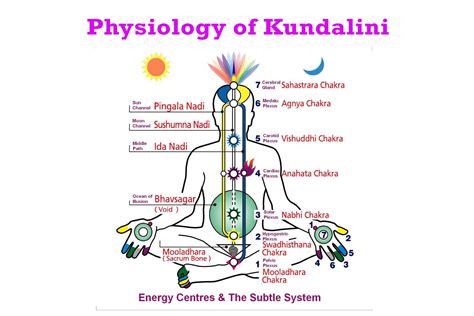 The Physiology Of Kundalini Learn About The Kundalini Yoga With Us