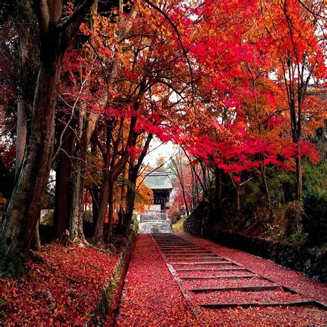 Autumn Fall Path Bonito Cute Look Nice Hd Phone Wallpaper Peakpx