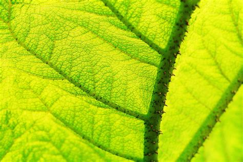Leaf Macro 2 Free Photo Download Freeimages