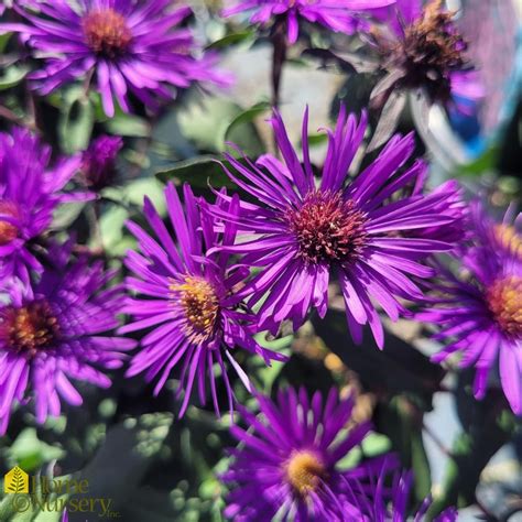 Symphyotrichum Novae Angliae Purple Dome New England Aster From Home