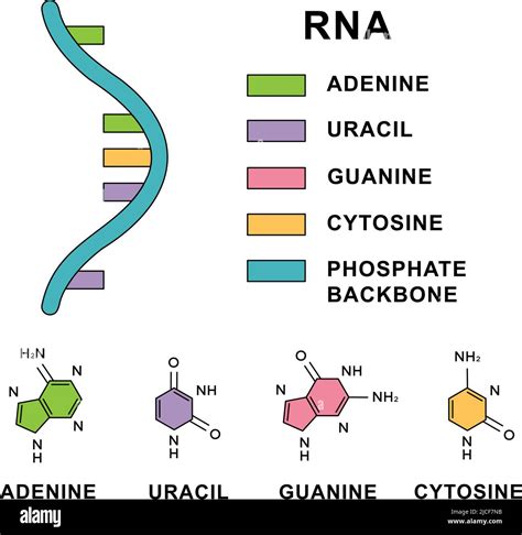 Espiral De Moléculas De ácido Ribonucleico Con Fórmulas Moleculares De