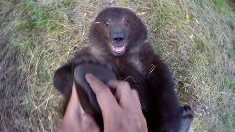 Video Guy Plays With Grizzly Bear Cub Viral Viral Videos