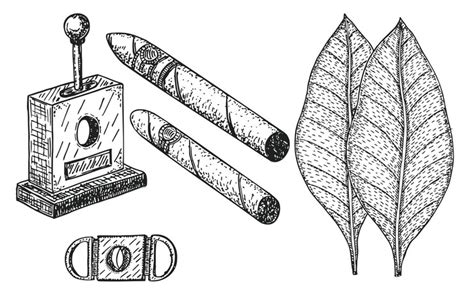 Векторная иллюстрация с скрученными вручную сигарами в стиле эскиза сигары с гравировкой листья
