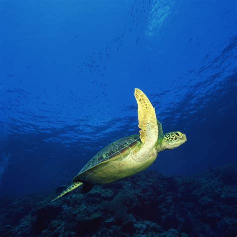 Ocean Animals That Eat Plants Usa Today